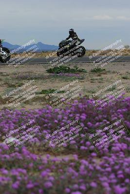media/Jan-14-2023-SoCal Trackdays (Sat) [[497694156f]]/Turn 14 Exit Bloomig (145pm)/